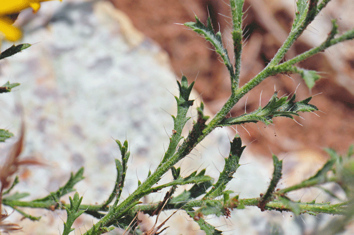 Slender Goldenweed green leaves with stiff hairs throughout (bristly); numerous narrow leaves, margins with asymmetrical teeth pointing forward (serrate), each tip with a bristle. Xanthisma gracilie